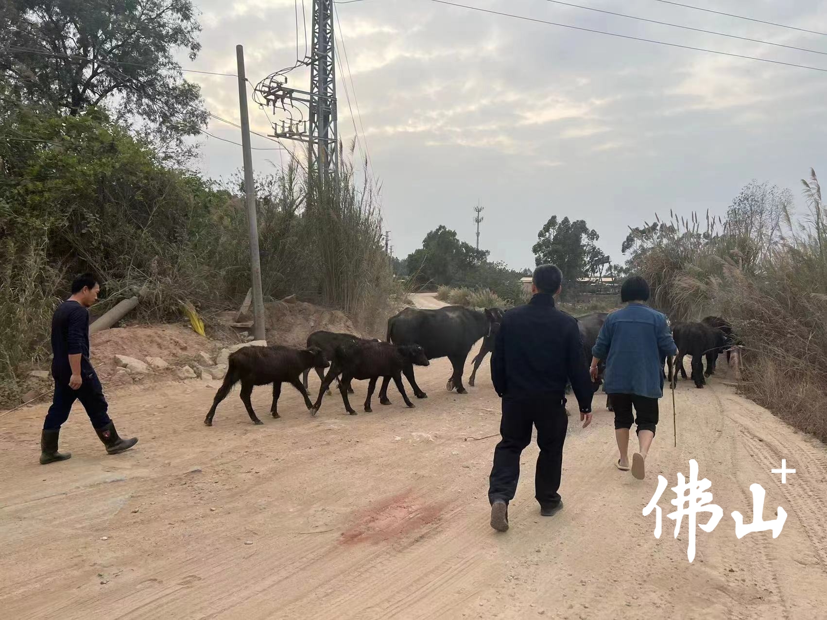 民警将失踪牛群寻回。通讯员供图.jpg