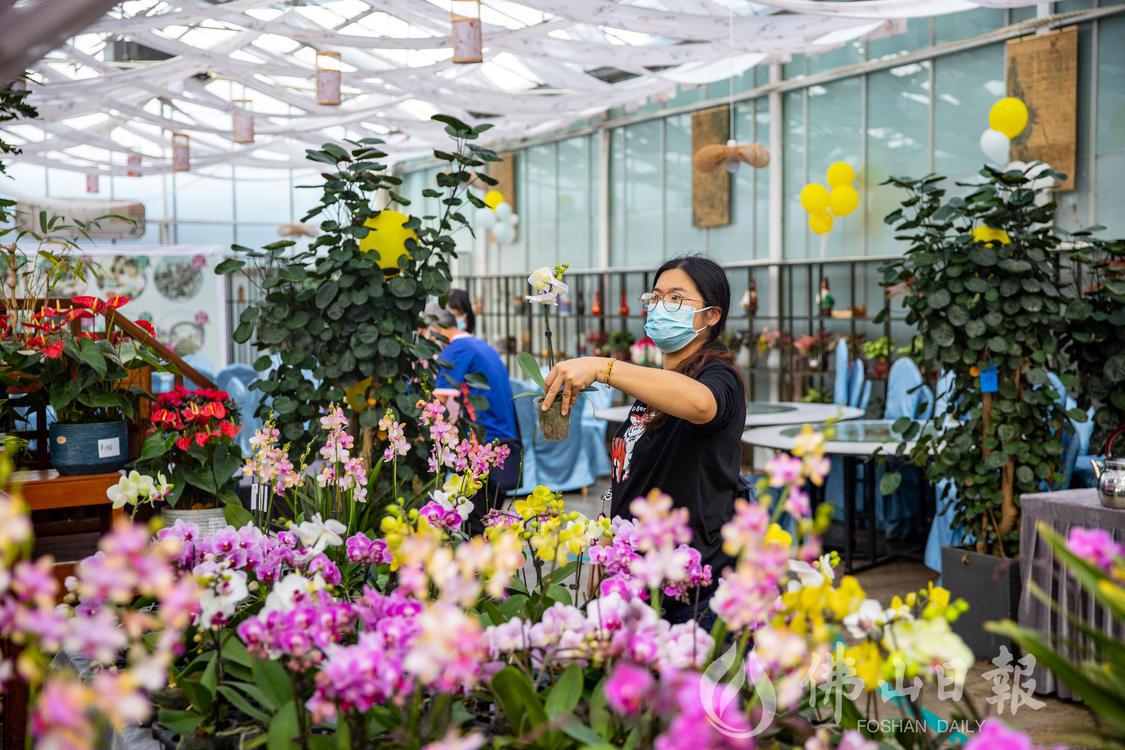 市民在高明旺林园艺公司挑选年花。佛山日报(4009727)-20230116205456.jpg