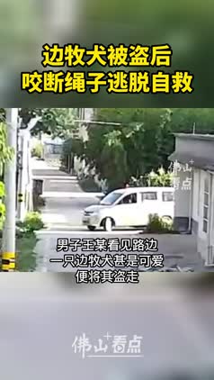 边牧犬被盗后，咬断绳子成功自救