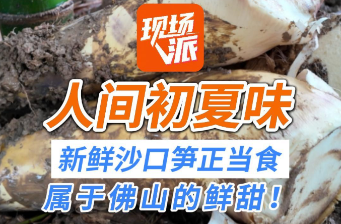 初夏第一鲜!佛山沙口笋开掘上市|与你乡见