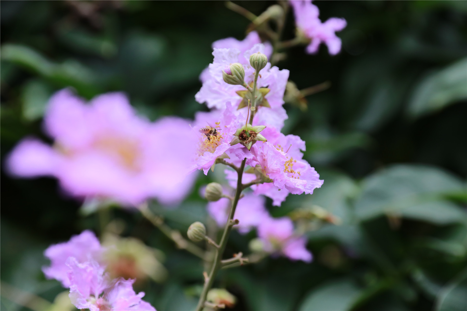 小蜜蜂在樵山明珠花园的紫薇花丛中穿梭。(摄影:黄幼谦)
