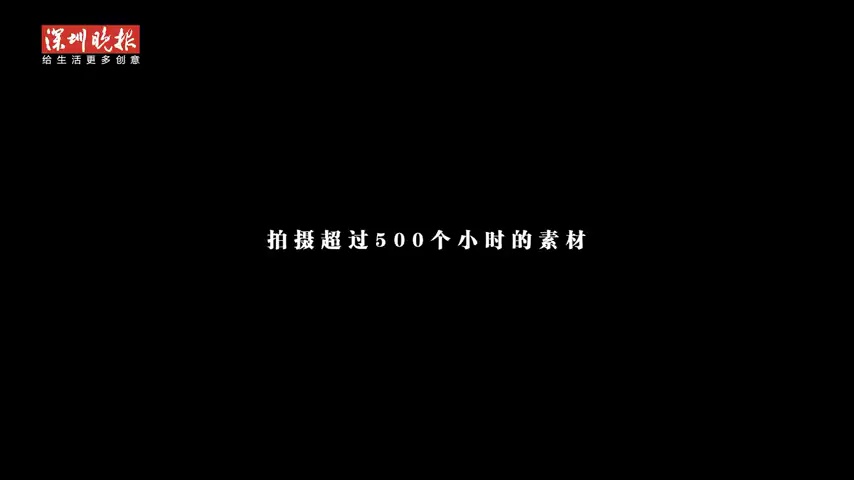 飞阅鹏城｜瞰鹏城蝶变，生生不息