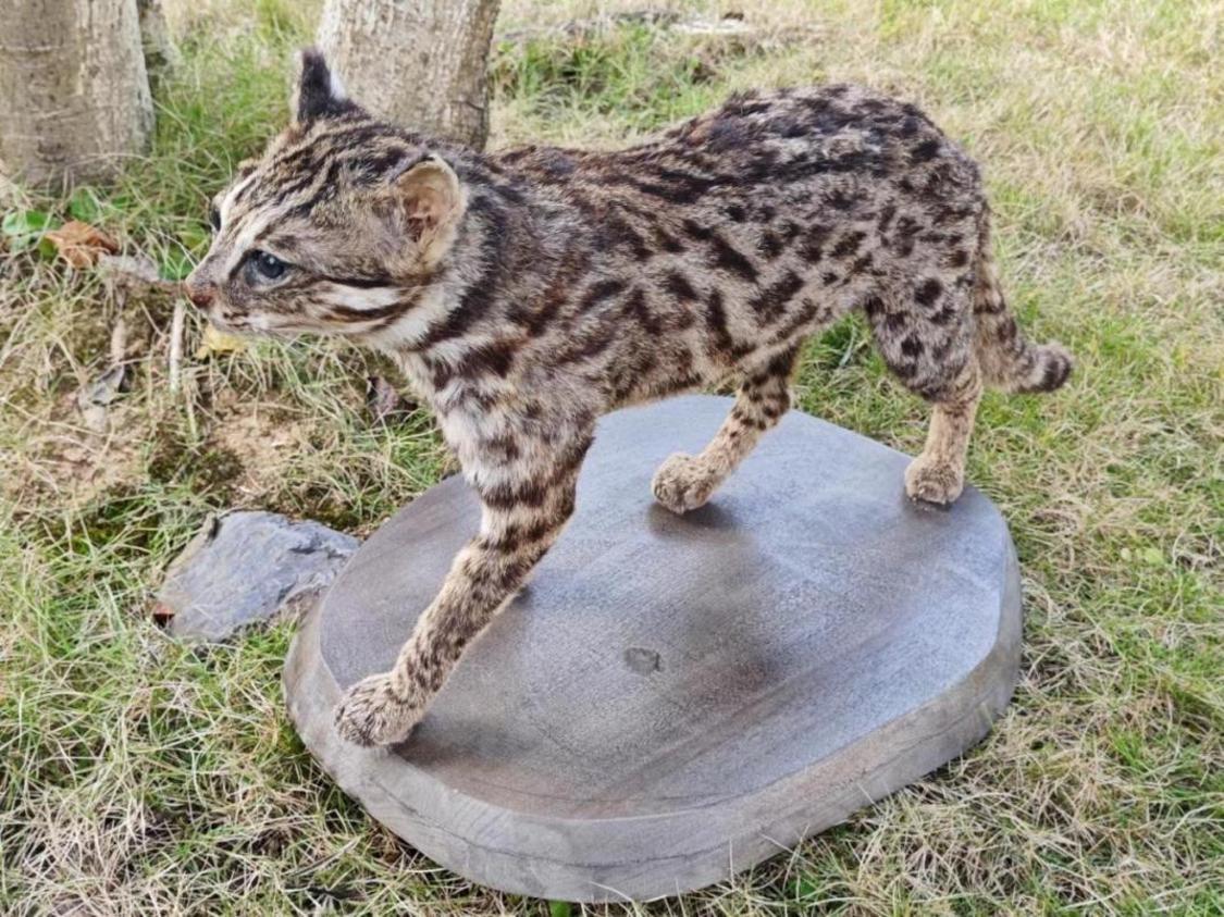 豹猫标本.png