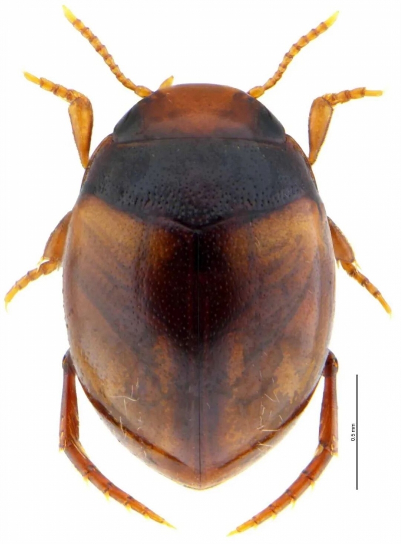 悬崖住“米粒”，冬日开“紫风铃”，丹霞山又上新了！