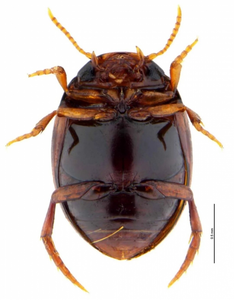 悬崖住“米粒”，冬日开“紫风铃”，丹霞山又上新了！