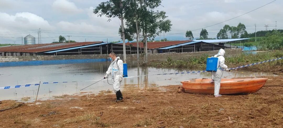 广西一养猪场被淹,大量死猪漂浮水面,当地通报