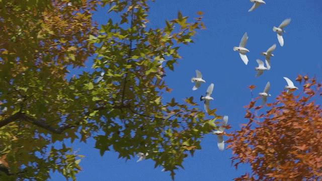 57041c04eec44f54baa82a5a6d3db4b0.gif