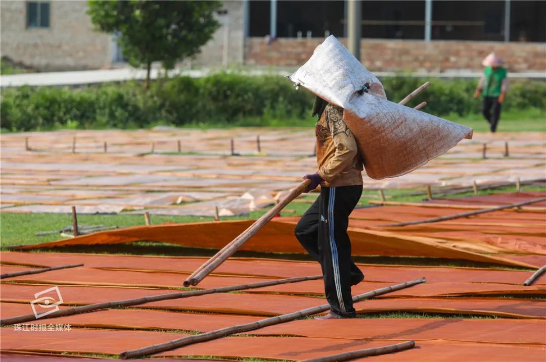 香云纱这样晒出来