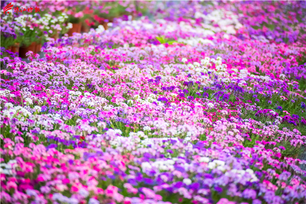 7961a36651d743db8638b0bbf6fa5d4e.jpg