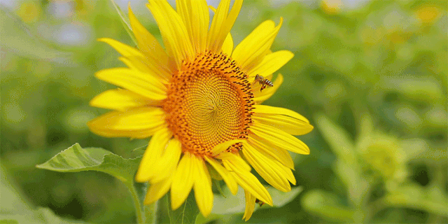 8bda45b67fc34f2393ab25d527d7a039.gif