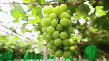 c8368a2fd27645c0a2772f99ca2e66e4.gif